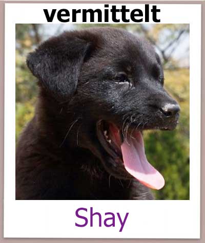 Shay Tierschutz Zypern Hund vermittelt
