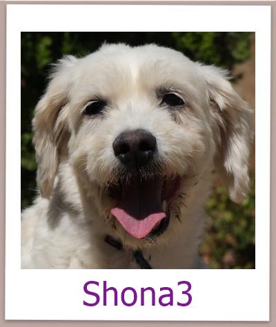 Shona3 Tierschutz Zypern Hund prof