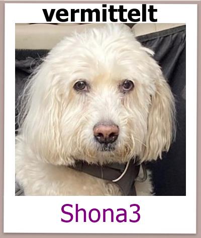 Shona3 Tierschutz Zypern Hund vermittelt 1