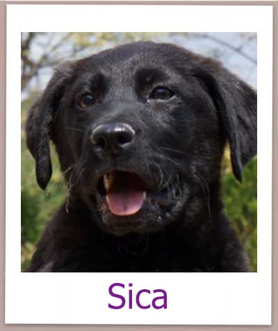 Sica Tierschutz Zypern Hund prof