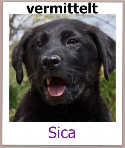 Sica Tierschutz Zypern Hund vermittelt