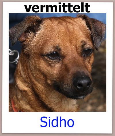 Sidho Tierschutz Zypern Hund vermittelt