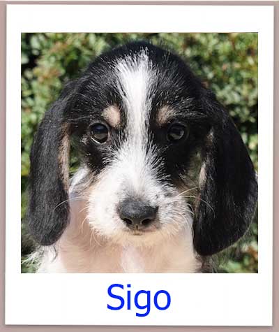 Sigo Tierschutz Zypern Hund prof