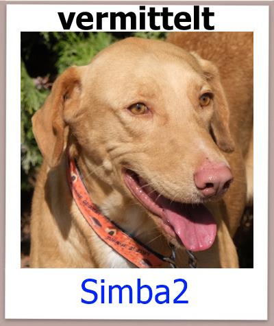 Simba2 Tierschutz Zypern Hund vermittelt