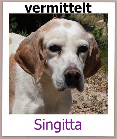 Singitta Tierschutz Zypern Hund vermittelt