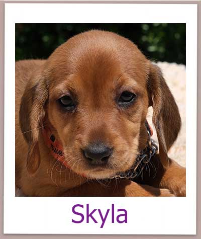Skyla Tierschutz Zypern Hund prof