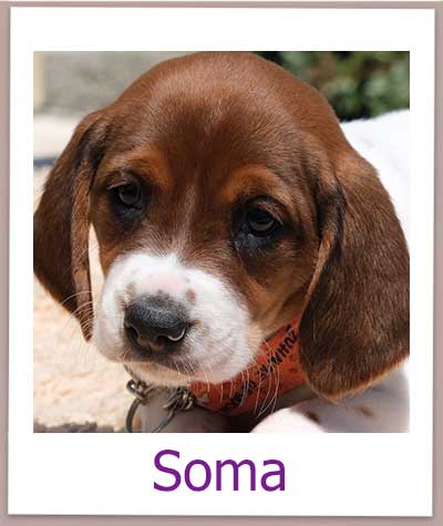 Soma Tierschutz Zypern Hund prof