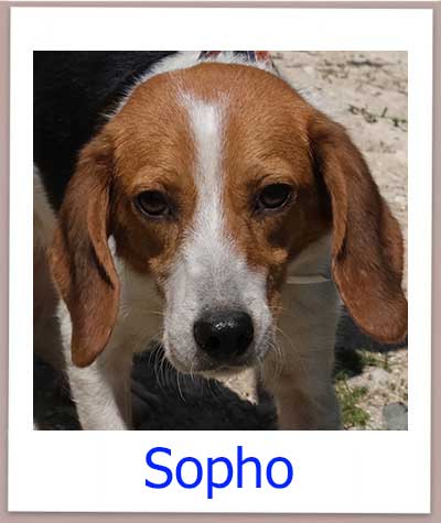Sopho Tierschutz Zypern Hund prof
