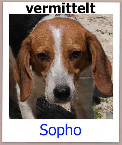 Sopho Tierschutz Zypern Hund vermittelt