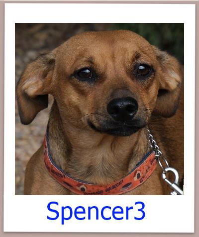 Spencer3 Tierschutz Zypern Hund prof