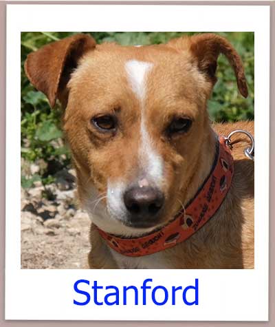 Stanford Tierschutz Zypern Hund prof
