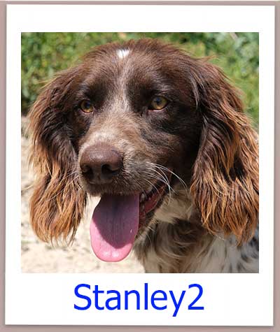 Stanley2 Tierschutz Zypern Hund prof