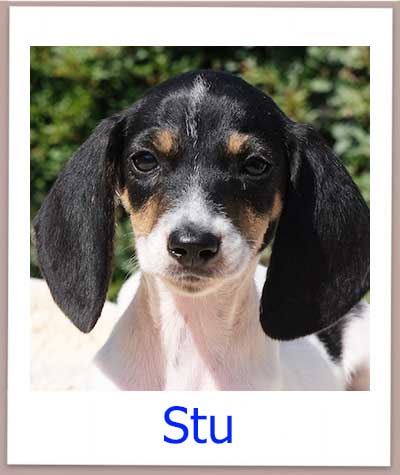 Stu Tierschutz Zypern Hund prof