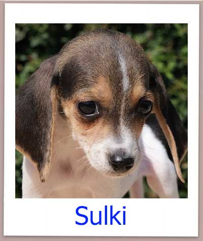 Sulki Tierschutz Zypern Hund prof