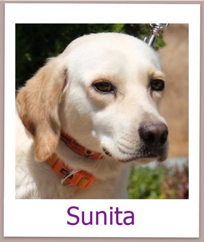 Sunita Tierschutz Zypern Hund prof