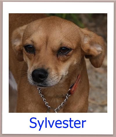 Sylvester Tierschutz Zypern Hund prof