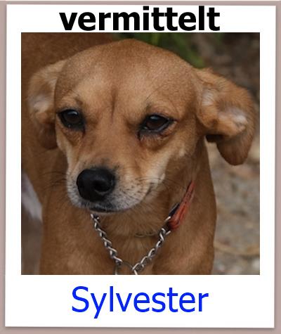 Sylvester Tierschutz Zypern Hund hat sein Zuhause gefunden.