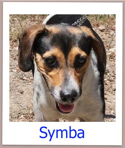 Symba Tierschutz Zypern Hund prof