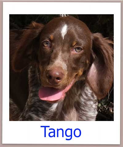 Tango Tierschutz Zypern Hund prof