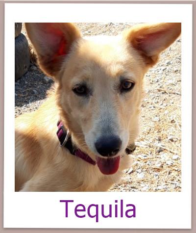 Tequila Tierschutz Zypern Hund prof 1