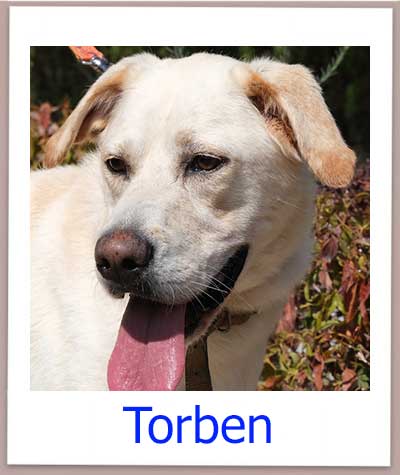 Torben Tierschutz Zypern Hund prof