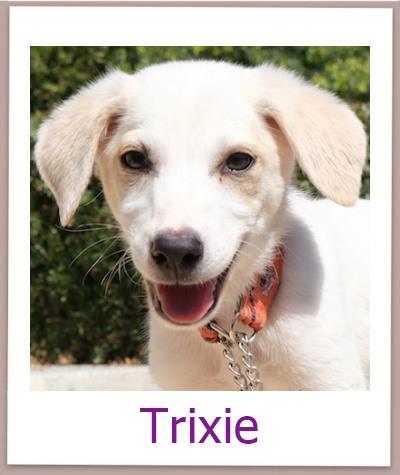 Trixie Tierschutz Zypern Hund prof