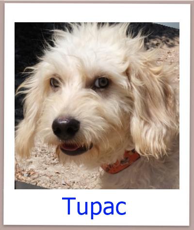 Tupac Tierschutz Zypern Hund prof