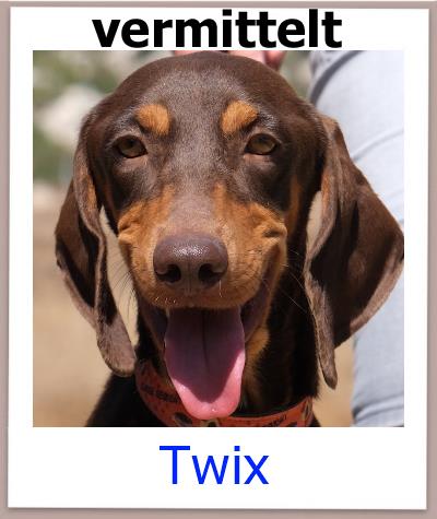 TwixTierschutz Zypern Hund vermittelt
