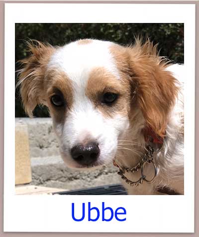 Ubbe Tierschutz Zypern Hund prof