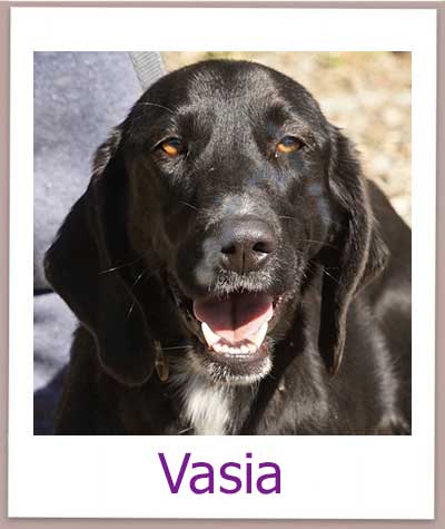 Vasia Tierschutz Zypern Hund prof
