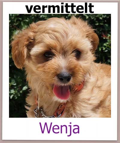 Wenja Tierschutz Zypern Hund vermittelt