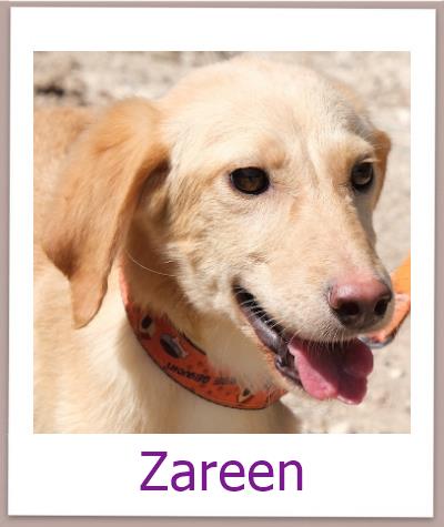 Zareen Tierschutz Zypern Hund prof