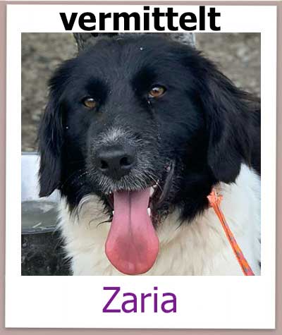 Mischling aus dem Tierheim Zypern hat ein Zuhause.