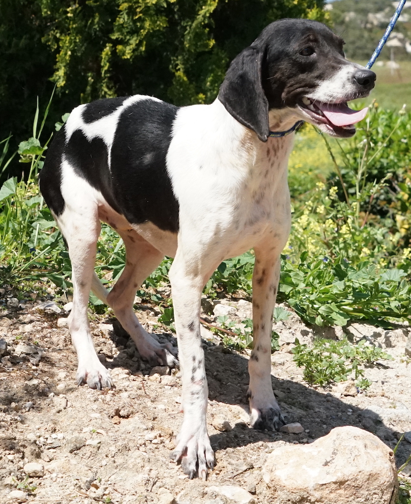Jagdhund aus dem Auslandstierschutz.