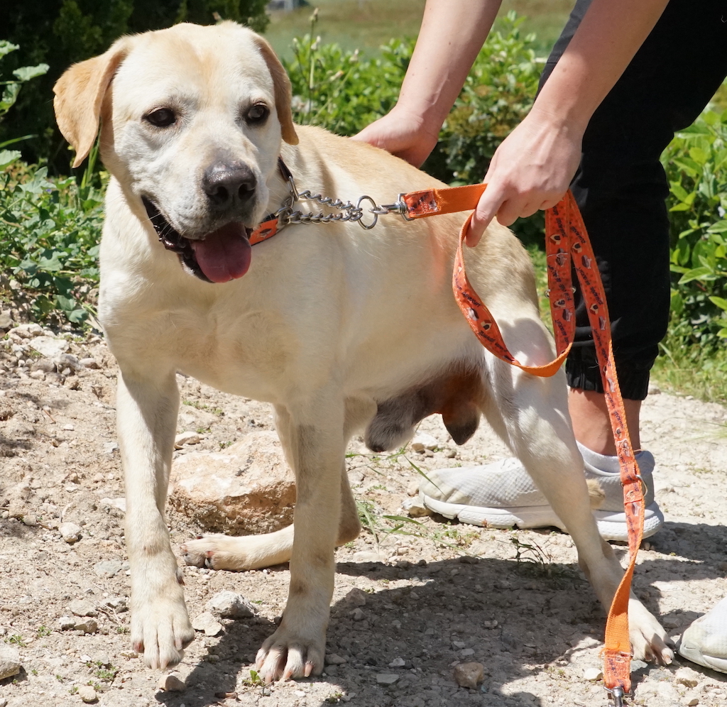 Labrador Rüde aus dem Auslandstierschutz fliegt nach Deutschland.