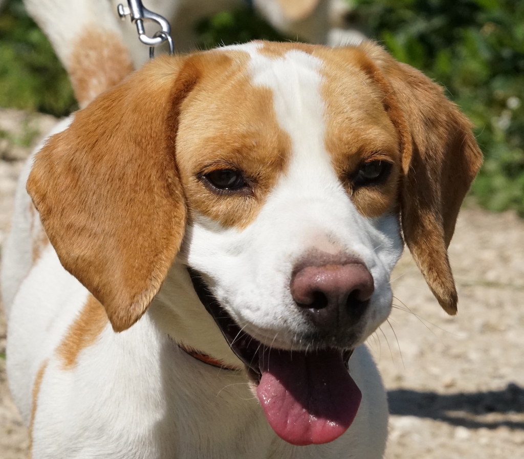 Beagle Rüde aus Zypern hat ein Zuhause.