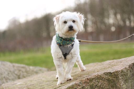 Terrier Pudel Zypern Pflegestelle 03