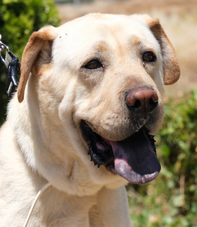 Labrador Mix Rüde aus dem Auslandstierschutz fliegt nach Deutschland.