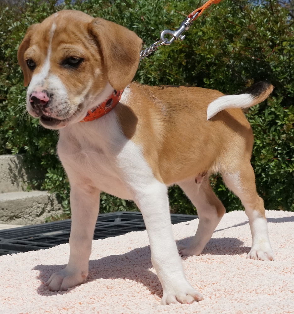 Dexter 6