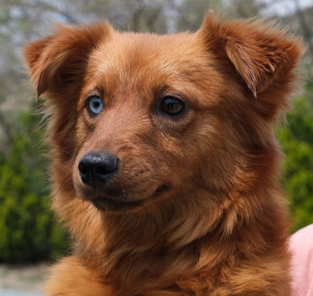 Kokoni Spitz Mischling Tierschutz Hündin Zypern 07