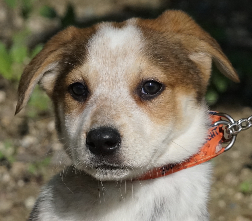 Welpe aus dem Tierheim Zypern hat ein Zuhause gefunden und fliegt nach Deutschland.