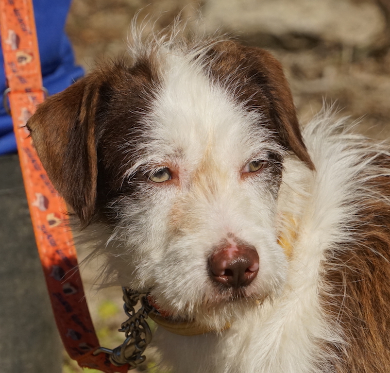 Hund Leishmaniose Zypern Tierheim 08