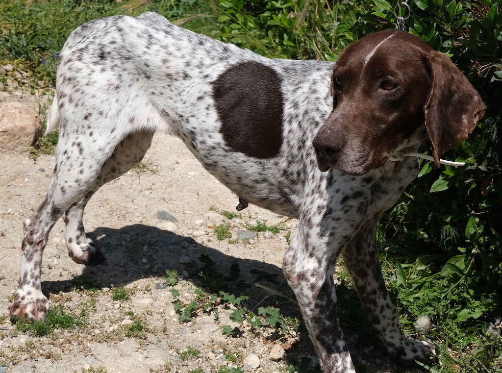 Jagdhund aus dem Auslandstierschutz.