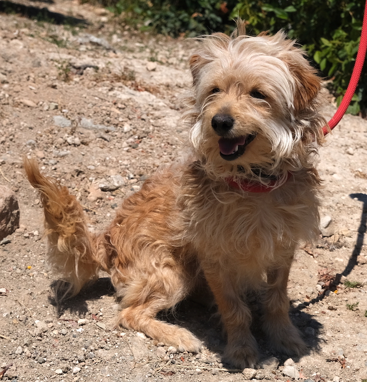 Kleiner Terrier Mix aus Zypern hat eine Familie gefunden und fliegt nach Hause.