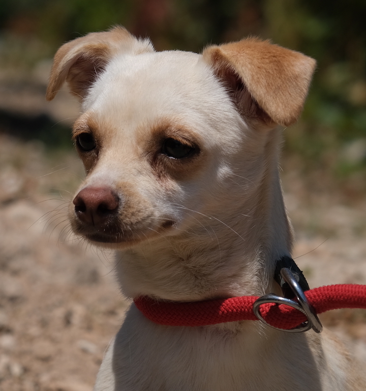 Chihuahua Mischling aus dem Auslandastierschutz fliegt nach Hamburg.