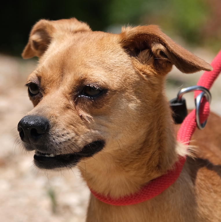 Pinscher Mix fliegt nach Deutschland.