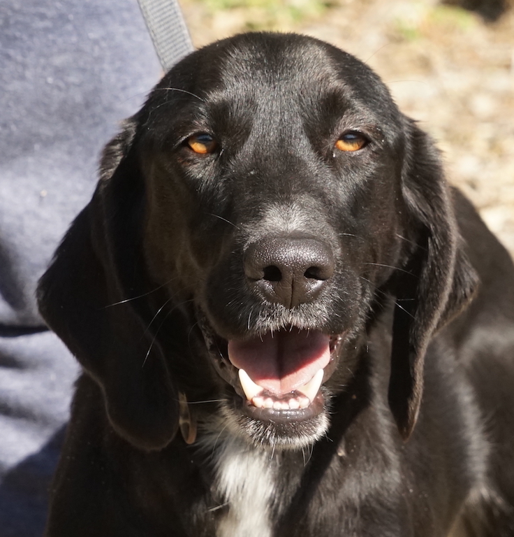 Hündin Jagdhund Zypern Tierheim 24