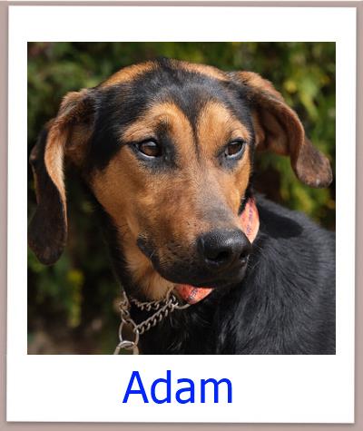 Adam Tierschutz Zypern Hund prof