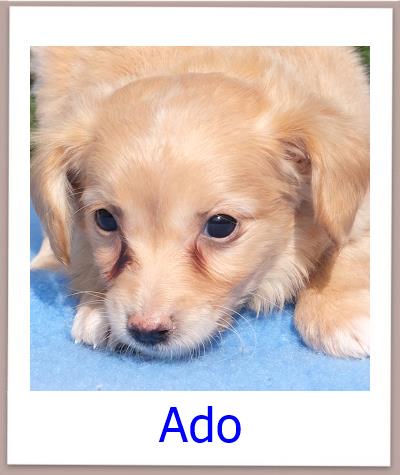 Ado Tierschutz Zypern Hund prof