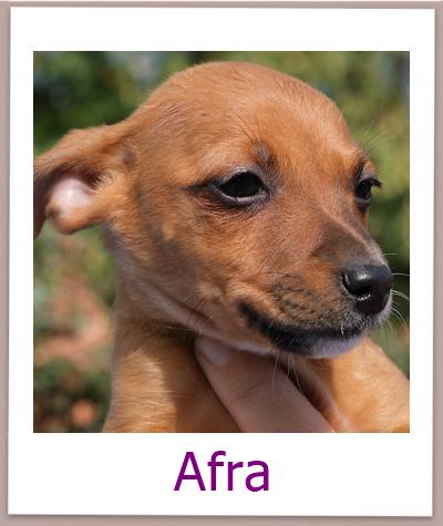 Afra Tierschutz Zypern Hund prof